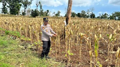 Polri Dukung Astacita, Polsek Merakurak Polres Tuban Turun Cek Tanaman Jagung Warga di Desa Pongpongan