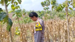 Polri Dukung Astacita, Bhabinkamtibmas Desa Ngawun Polsek Parengan Polres Tuban Cek Lokasi Tanaman Jagung milik warga Di Desa Ngawun Kec. Parengan