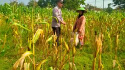 Bhabinkamtimas Desa Medalem Polsek Senori Polres Tuban Monitoring Tanaman Jagung Warga Binaan Guna Mendukung Program Ketahanan Pangan