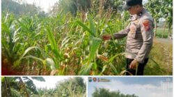 Polsek Soko polres Tuban Polda Jawa Timur Bergerak! Dukung Penuh Swasembada Pangan Presiden Prabowo Melalui Pendampingan Petani