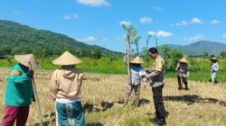 Polsek Gerung Pantau Produktivitas Lahan Pertanian di Babussalam