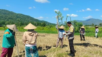 Polsek Gerung Pantau Produktivitas Lahan Pertanian di Babussalam