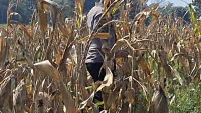 Bhabinkamtibmas Polsek Widang Monitoring Pertumbuhan Tanaman Jagung