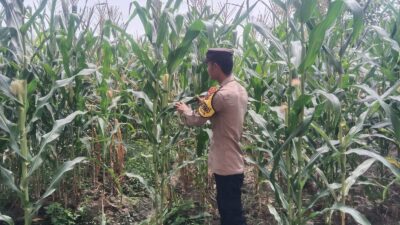 Polsek Singgahan Polres Tuban Turun Cek Tanaman jagung Warga di Desa Mulyorejo