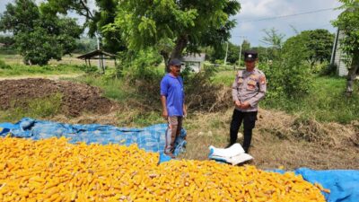 ​Dukung Ketahanan Pangan, Personel Polsek Bancar Monitoring Proses Penjemuran Jagung Petani Jatisari