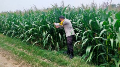 Bhabinkamtibmas Desa Kembangbilo Pantau Perkembangan Tanaman Jagung di Wilayah Binaan