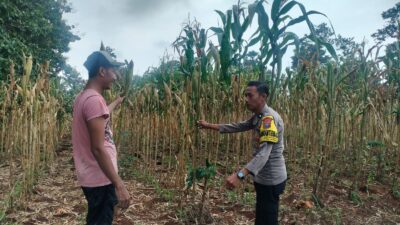 Polri Dukung Astacita, Polsek Palang Polres Tuban Turun Cek Tanaman jagung milik Warga di Desa Dawung