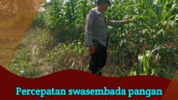 Dukung Astacita, Polsek Jatirogo Polres Tuban Pantau Langsung Lahan Jagung Warga Desa Sidomulyo