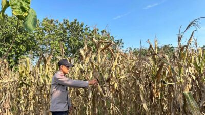 Polri Dukung Astacita, Polsek Merakurak Polres Tuban Turun Cek Tanaman Jagung Warga di Desa Tuwiri Wetan