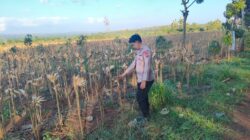 Polsek Montong Polres Tuban Turun Cek Tanaman jagung Warga di Desa Talangkembar