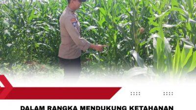 Polsek Singgahan Polres Tuban Turun Cek Tanaman jagung Warga di Desa Mulyoagun