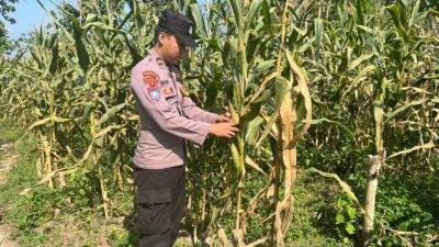 POLSEK BANGILAN DUKUNG PROGRAM KETAHANAN PANGAN MELALUI MONITORING TANAMAN JAGUNG