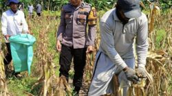 Bhabinkamtibmas Polsek Widang Pendampingan Petani Panen Jagung