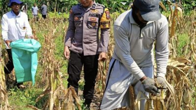 Bhabinkamtibmas Polsek Widang Pendampingan Petani Panen Jagung