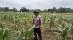 Polsek Tambakboyo Polres Tuban Turun Cek Tanaman jagung Warga di Desa Ngulahan