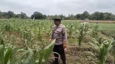 Polsek Tambakboyo Polres Tuban Turun Cek Tanaman jagung Warga di Desa Ngulahan