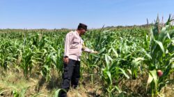 POLSEK BANGILAN AKTIF DUKUNG KETAHANAN PANGAN MELALUI MONITORING TANAMAN JAGUNG