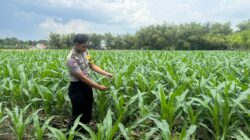 Mendukung Asta Cita Presiden di Bidang Pangan Bhabinkamtimas Desa Jatisari Polsek Senori Polres Tuban Monitoring Tanaman Jagung Warga Desa Binaan