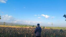 Polri Dukung Astacita, Bhabinkamtibmas Desa Ngawun Polsek Parengan Polres Tuban Cek Lokasi Tanaman Jagung milik petani Di Desa Ngawun Kec. Parengan