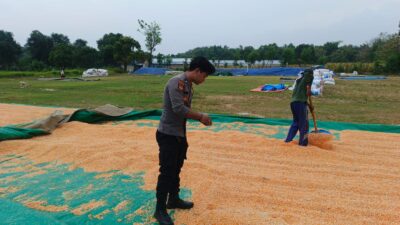 Dukung Ketahanan Pangan, Polsek Bancar Monitoring Proses Pasca-Panen Jagung di Desa Tergambang