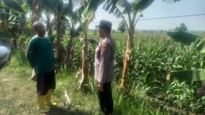 Polri Dukung Astacita, Polsek Rengel Polres Tuban Turun Cek Tanaman Jagung Warga di Desa Pekuwon