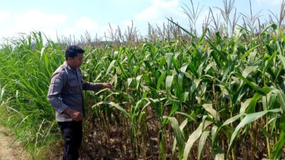 Polsek Grabagan polres Tuban Polda Jawa Timur Dukung Penuh Swasembada Pangan Presiden Prabowo Melalui Pendampingan Petani