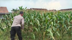 Polsek Jatirogo Pantau Ladang Jagung Warga Desa Dingil, Wujud Nyata Dukung Astacita