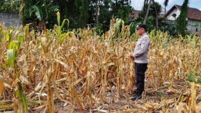 Polri Dukung Astacita, Polsek Semanding Polres Tuban Turun Cek Tanaman jagung milik Warga di Desa Ngino