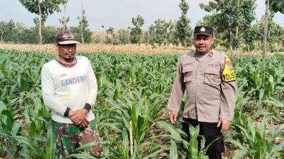 Polri Dukung Astacita, Polsek Rengel Polres Tuban Turun Cek Tanaman Jagung Warga di Desa Maibit