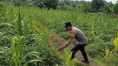 Polisi Polres Tuban Dukung Astacita Presiden, Bhabinkamtibmas Polsek Kenduruan Cek Langsung Tanaman Jagung Warga
