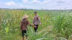 Bhabinkamtibmas Desa Leran Polsek Senori Polres Tuban Dampingi Warga, Pantau Tanaman Jagung Dukung Ketahanan Pangan Nasional