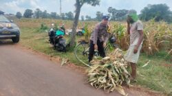 Polri Dukung Astacita, Polsek Palang Polres Tuban jagung milik Warga di Desa Tegalbang
