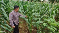 Polri Dukung Astacita, Polsek Merakurak Polres Tuban Turun Cek Tanaman Jagung Warga di Desa Tuwiri Wetan