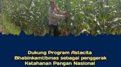 Dukung Astacita, Polsek Jatirogo Polres Tuban Pantau Langsung Lahan Jagung Warga Desa Bader