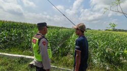 Polri Dukung Astacita, Polsek Rengel Polres Tuban Turun Cek Tanaman Padi Warga di Desa Pekuwon