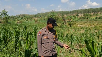 Dalam rangka mendukung Program ASTACITA, Bhabinkamtibmas Desa Pacing Polsek Parengan Polres Tuban sambang lokasi tanaman jagung di Desa Pacing Kec. Parengan