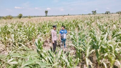 Polsek Tambakboyo Polres Tuban Turun Cek Tanaman jagung Warga di Desa Plajan