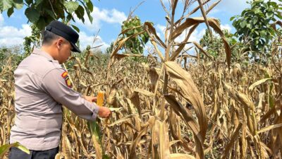Polsek Montong Polres Tuban Turun Cek Tanaman jagung Warga di Desa Talun