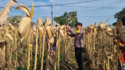 *AIPTU CUCUK SUMULYONO DAMPINGI KADES NGAMPELREJO PANEN JAGUNG, WUJUD NYATA SINERGI POLRI DAN MASYARAKAT BANCAR*