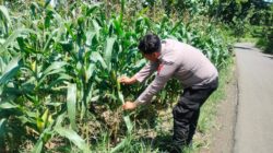 Polri Dukung Astacita, Polsek Palang Polres Tuban jagung milik Warga di Desa Pucangan
