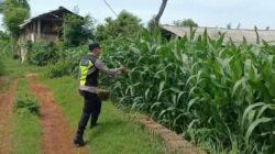 Polri Dukung Astacita, Polsek Semanding Polres Tuban Turun Cek Tanaman jagung milik Warga di Desa Kowang