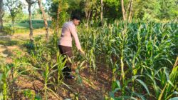 Polri Dukung Astacita, Polsek Merakurak Polres Tuban Turun Cek Tanaman Jagung Warga di Desa Tobo
