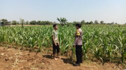 Dukung Program Asta Cita, Bhabinkamtibmas Sambang Ladang Jagung di Desa Binaan.