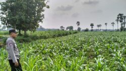 Polsek Plumpang Polres Tuban Turun Langsung Cek Tanaman Jagung Warga