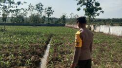 Polsek Singgahan Polres Tuban Turun Cek Tanaman jagung Warga di Desa Tingkis