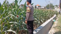 Polri Dukung Astacita, Polsek Rengel Polres Tuban Turun Cek Tanaman Jagung Warga di Desa Punggulrejo