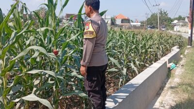 Polri Dukung Astacita, Polsek Rengel Polres Tuban Turun Cek Tanaman Jagung Warga di Desa Punggulrejo