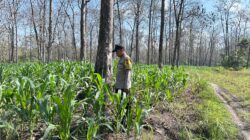 Polri Dukung Astacita, Bhabinkamtibmas Desa Parangbatu Polsek Parengan Polres Tuban sambang Lokasi Tanaman Jagung Di Desa Parangbatu Kec. Parengan