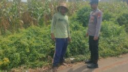 Polsek Tambakboyo Polres Tuban Turun Cek Tanaman jagung Warga di Desa Mander