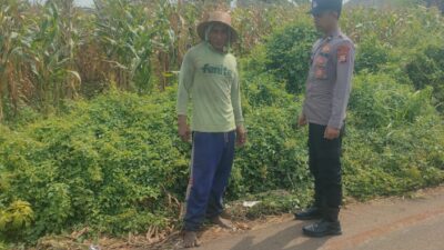 Polsek Tambakboyo Polres Tuban Turun Cek Tanaman jagung Warga di Desa Mander